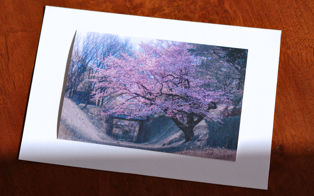 Blossom of Horikawa